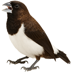 White-rumped Munia
